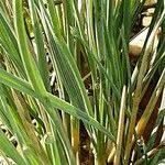 Attēlu rezultāti vaicājumam “Koeleria glauca leaf”