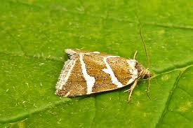 Attēlu rezultāti vaicājumam “Deltote bankiana”