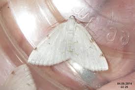 Attēlu rezultāti vaicājumam “Lomographa bimaculata”