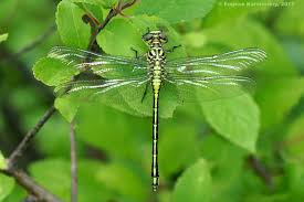 Attēlu rezultāti vaicājumam “Gomphus flavipes”