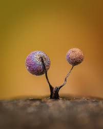 Attēlu rezultāti vaicājumam “Lamproderma debile macro”