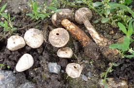 Attēlu rezultāti vaicājumam “Tulostoma fimbriatum”