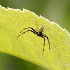 Attēlu rezultāti vaicājumam “Araneus quadratus male”
