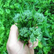 Attēlu rezultāti vaicājumam “Hesperis matronalis bud”