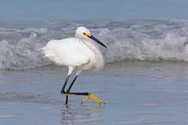 Image result for Egretta thula