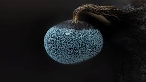 Attēlu rezultāti vaicājumam “Craterium leucocephalum macro”