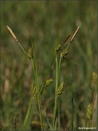 Attēlu rezultāti vaicājumam “Carex lepidocarpa”