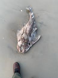 Image result for Squatina dumeril