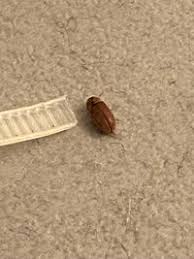 Attēlu rezultāti vaicājumam “Anobiidae”