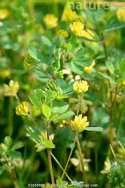 Attēlu rezultāti vaicājumam “Trifolium dubium”