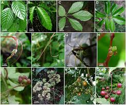 Attēlu rezultāti vaicājumam “Vitaceae”