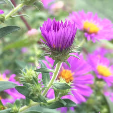 Attēlu rezultāti vaicājumam “Symphyotrichum novae-angliae flower”