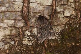 Attēlu rezultāti vaicājumam “Brachionycha nubeculosa”