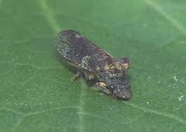 Attēlu rezultāti vaicājumam “Dryophilocoris flavoquadrimaculatus imago”