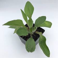 Attēlu rezultāti vaicājumam “Rudbeckia hirta var. hirta leaf”