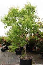 Attēlu rezultāti vaicājumam “Acer saccharinum”