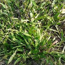 Attēlu rezultāti vaicājumam “Leontodon hispidus leaf”