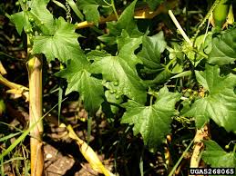 Attēlu rezultāti vaicājumam “Bryonia alba leaf”
