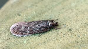 Attēlu rezultāti vaicājumam “Depressaria olerella”