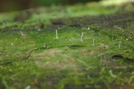 Attēlu rezultāti vaicājumam “Multiclavula mucida”