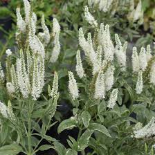 Attēlu rezultāti vaicājumam “Veronica longifolia”