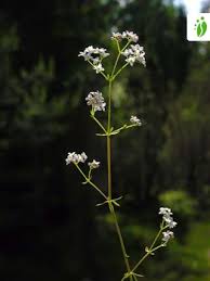 Attēlu rezultāti vaicājumam “Galium elongatum leaf”