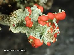 Attēlu rezultāti vaicājumam “Cladonia coccifera”