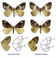 Attēlu rezultāti vaicājumam “Dysstroma truncata”