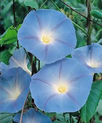Image result for Ipomoea Heavenly Blue