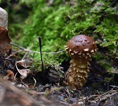 Attēlu rezultāti vaicājumam “Stropharia albocrenulata”