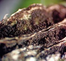 Attēlu rezultāti vaicājumam “Octospora splachnophila spores”