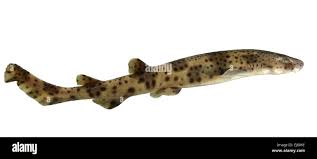 Image result for Scyliorhinus stellaris