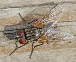 Attēlu rezultāti vaicājumam “Musca domestica”