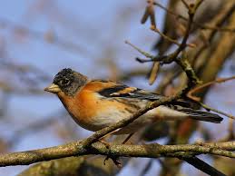 Attēlu rezultāti vaicājumam “Fringilla montifringilla male”