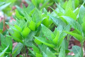 Attēlu rezultāti vaicājumam “Mercurialis perennis leaf”