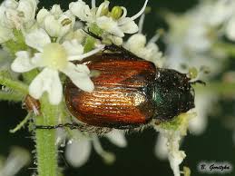 Attēlu rezultāti vaicājumam “Phyllopertha horticola”