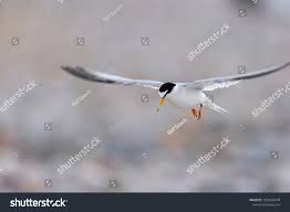 Attēlu rezultāti vaicājumam “Sternula albifrons”