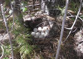 Attēlu rezultāti vaicājumam “Anas platyrhynchos eggs”