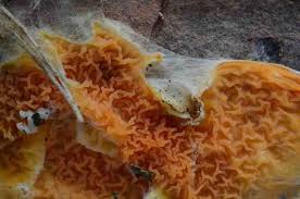 Attēlu rezultāti vaicājumam “Leucogyrophana mollusca”