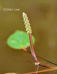 Attēlu rezultāti vaicājumam “Potamogeton natans”