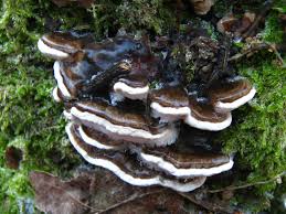 Attēlu rezultāti vaicājumam “Bjerkandera fumosa”