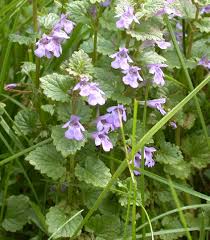 Image result for Glechoma hederacea