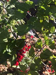 Attēlu rezultāti vaicājumam “Solanum dulcamara fruit”