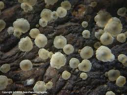 Attēlu rezultāti vaicājumam “Hyalorbilia inflatula”