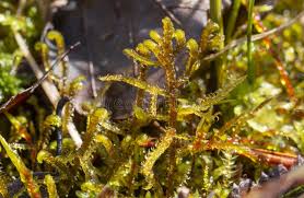 Attēlu rezultāti vaicājumam “Hamatocaulis vernicosus”