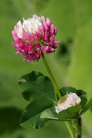 Attēlu rezultāti vaicājumam “Trifolium hybridum”