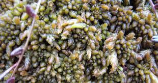 Attēlu rezultāti vaicājumam “Sphagnum austinii”