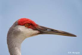 Image result for Grus canadensis