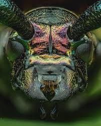 Attēlu rezultāti vaicājumam “Aromia moschata”