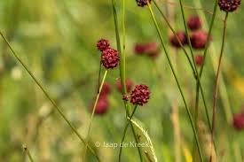 Attēlu rezultāti vaicājumam “Sanguisorba officinalis bud”